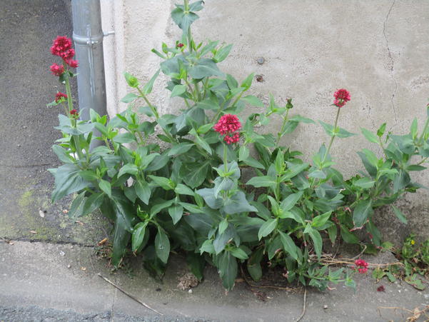 FLEURISSEMENT PIEDS DE MURS